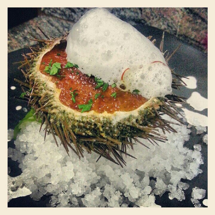 Erizo de mar con salsa holandesa y azafran